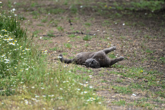Grey cat sleeping outdoors,wildlife photo