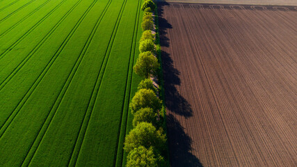 Blick auf sommerlich symmetrische grüne Felder und Ackerboden getrennt durch eine Linie Bäume.