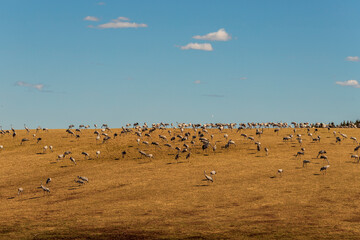 Flock of birds on a field