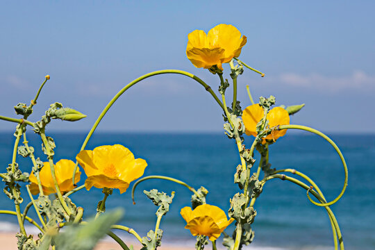 Yellow flowers of Glaucium flavum closeup on the background of the Mediterranean Sea. Yellow horned poppy