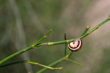 Snail behind a green stem of a plant closeup on a blurred background