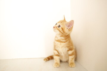 cat on a table