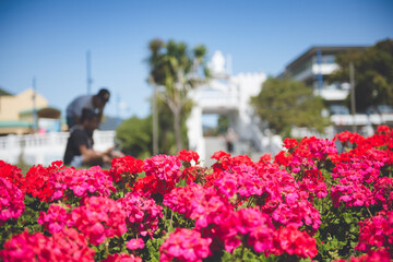 Pink Flowers in Picton Memorial Park, Marlborough Sounds, New Zealand