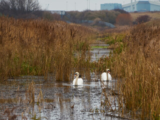 Industry and nature co-existing - swans swim through the still, reed filled waters of a stream with an industrial facility on the distant horizon.