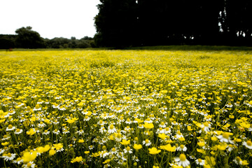 Chamomile flower field in a beauiful sunny day.