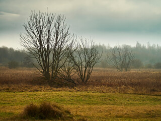 Bare, dead trees stood in the encroaching marshland, among golden reeds and grasses. On the horizon, a stand of living trees is shrouded in mist.
