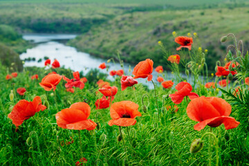 Red poppy wild flowers