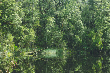 Mirror Tarn, Oparara Basin, Kahurangi National Park, New Zealand