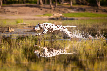 Dalmatian dog running through water with reflection
