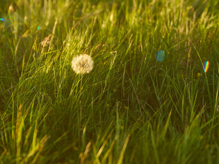 A dream-like, tilt-shift close-up of a dandelion clock in lush grasses, turned golden by the strong, late-evening summer sunshine.