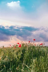 Peel and stick wall murals Lavender Red poppy flowers against the sky. Shallow depth of field