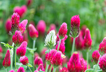 Fototapeta premium Close up one white in red crimson clover, trifolium incarnatum flower field. Czech landscape