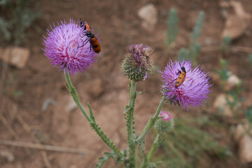 A beautiful large plant with thorns growing in the steppe. Insects. Large black-brown beetles. The nature of Kazakhstan.