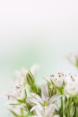Blooming white flowers with stamen and pestle romantic bouquet on light background vertical macro with place for text