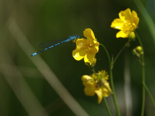 male azure damselfly (Coenagrion puella)