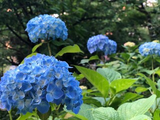 blue flowers in the garden