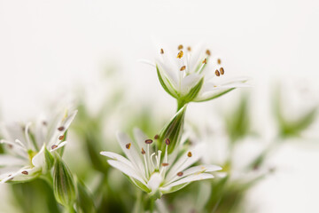 Blooming white flowers with stamen and pestle romantic bouquet on light bokeh background macro
