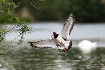 my wings and beak