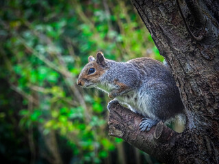 squirrel on a tree