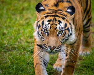 Tigre de Sumatra