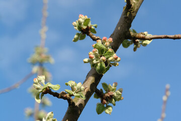 Apple tree branch with flower buds at the pink bud stage against the sky, selective focus