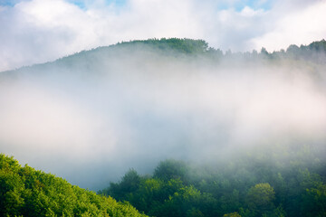 fog on the hill in the morning. beautiful nature background in summer. scenic outdoor scenery on a sunny weather