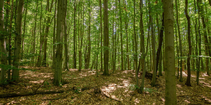 dense beech forest in summer. beautiful nature environment on a sunny day. tall trees in green foliage