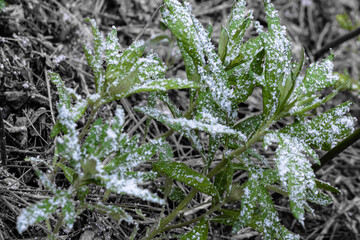 Close up of snow covering green brush type plant 