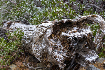 Fallen tree covered in snow