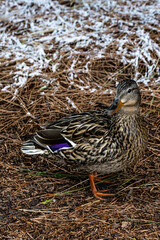 Brown duck near fresh snow