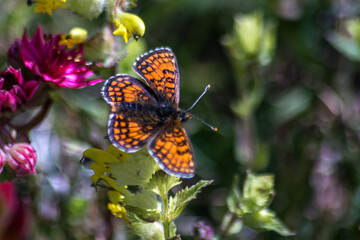 Mélitée du plantain , papillon au milieu des fleurs