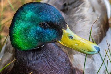 Vibrant duck in the mountains