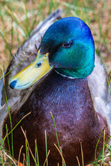 Duck looking at photographer