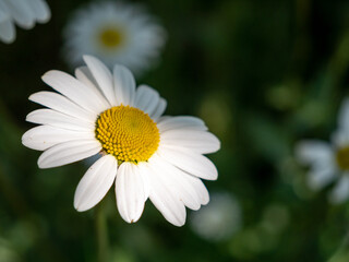 Obraz premium white chamomile flowers in the meadow