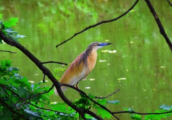 kingfisher on branch
