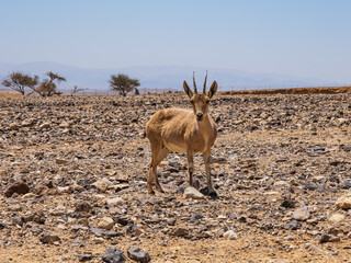 Young Nubian ibex or Capra Nubiana, a desert wild goat