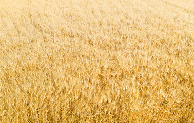 Field of ripe golden barley with fuzzy beards, abstract natural pattern, aerial view