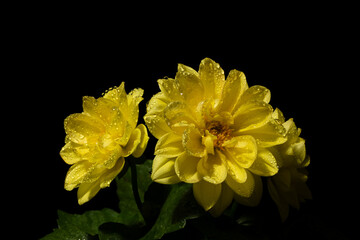 close-up of yellow Dahlia flowers with water drops