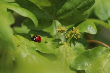 Marienkäfer auf grünem Blatt