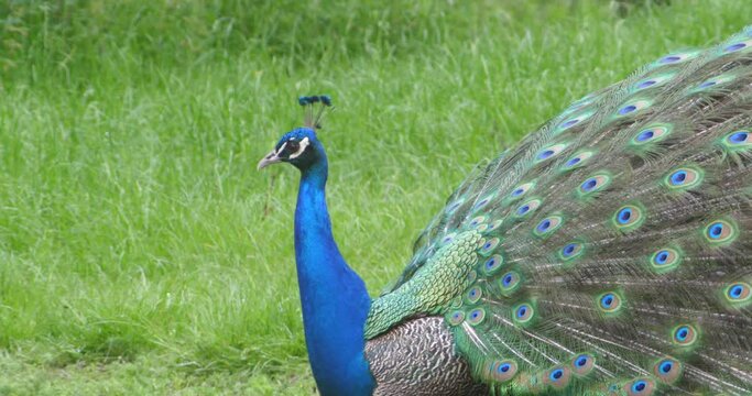 A peacock raises partly his display feathers and walks slowly across a grassy area.