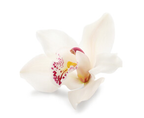 Fototapeta na wymiar Beautiful tropical orchid flower isolated on white