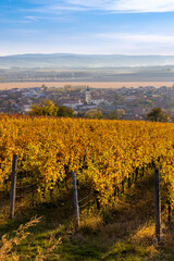 Fototapeta na wymiar Autumn vineyards in Blatnice pod Svatym Antoninkem, Southern Moravia, Czech Republic