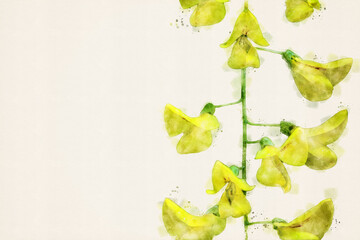 Laburnum, golden rain plant in bloom. Yellow flowers of golden chain. Floral design closeup macro, isolated with copy space. Aquarelle, watercolor illustration. - obrazy, fototapety, plakaty