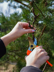 Gardening. Pruning a fruit tree in spring. Female hands with pruning shears carry out garden...