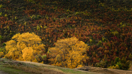Yellow autumn trees with red and golden hills in the background in Arrowtown, South Island