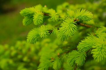 Young, juicy, green shoots on a coniferous tree close-up. The evergreen spruce tree grows intensively in the spring. Narural background in green colors.