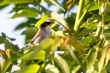 Sardinian warbler on a tree branch