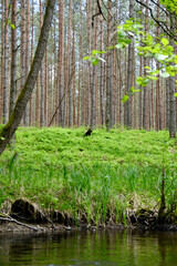 stare drzewa i las nad rzeką © DP.REPORT