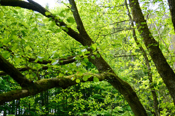 stare drzewa i las nad rzeką