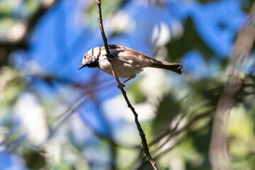 Obraz premium water pipit on a tree branch
